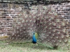 peacock.middleton.jpg