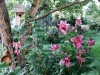 16back.lilies.birdhouse