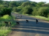 baboons-on-road-kruger2