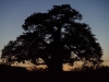 baobab-sunset-kruger4