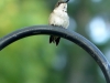 hummingbird-spitting
