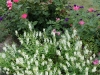 Angelonia 'Serena White' and rose 'Pink Knock Out'
