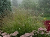 myyard-sedum-grass-foggy