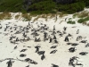 african-penguins-boulder-beach1