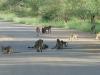 baboons-on-road-kruger