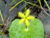 fuzzy-flowered-waterlily