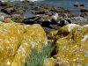 lichens-orange-rocks-oliphants-bay