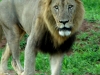 lion-looking-kruger