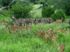 zebras-impalas-kruger