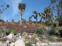Huntington Desert Garden, San Marino, Calif.
