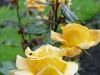 Belfast Botanic-Glenfiddich rose