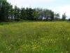 irish-meadow-buttercups-clover