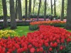 15wooded.tulips