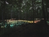 forest-of_-light2_