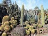 42Huntington.desert.garden.cactuses4