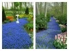 10river.hyacinths.Floriade.Keukenhof