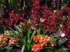 philly_peles_garden_orchids
