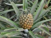 21San.Miguel.pineapple.ripening