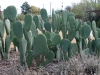 15prickly.pear.cactus.spineless
