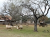 35Sauer.Beckmann.Farm.sheep