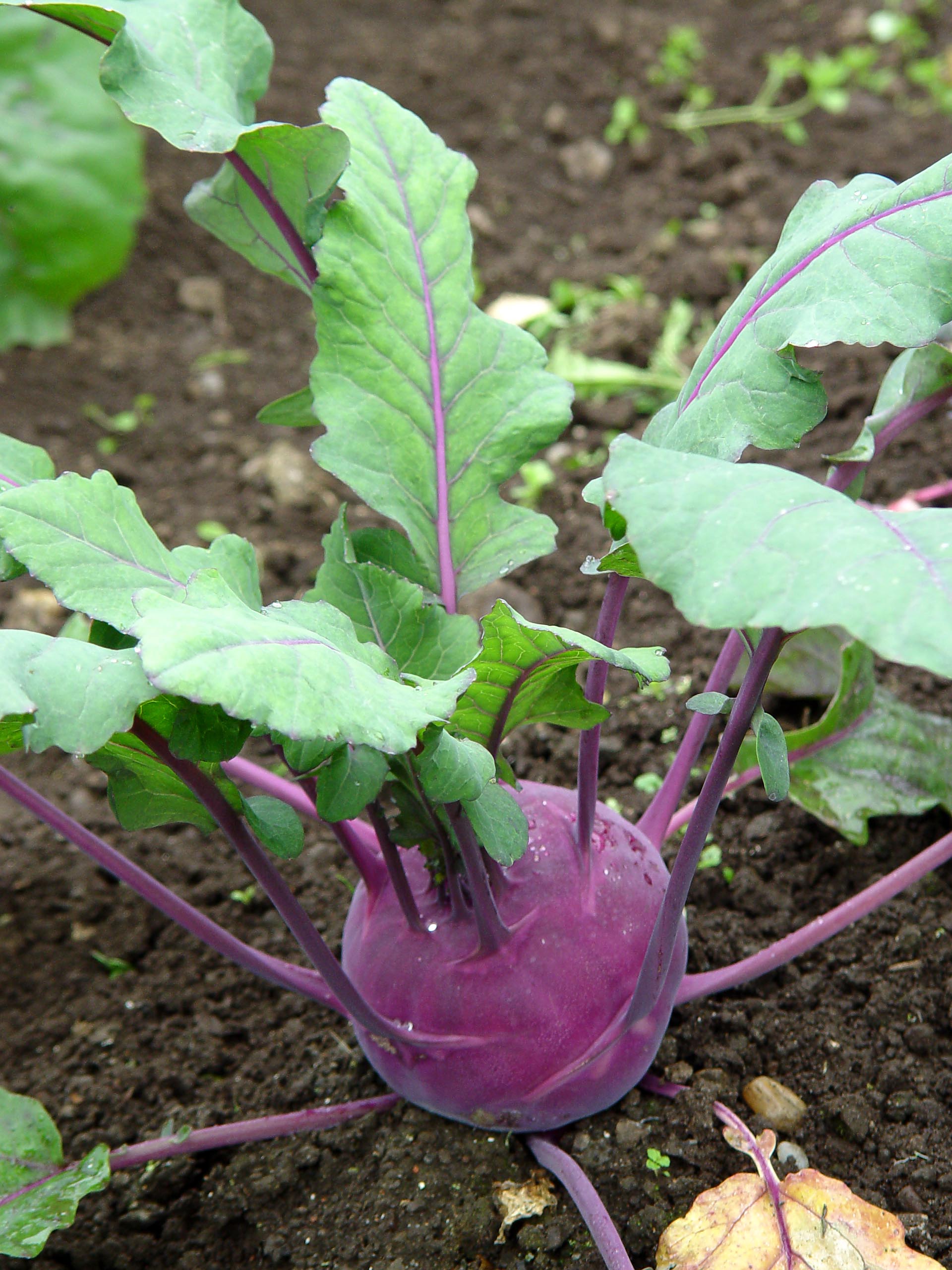 unusual veggies | garden housecalls