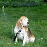 Can Dogs and Lawns Co-Exist?