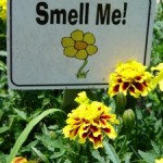 Fragrant Plants