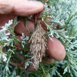 The Bug-Bloom Connection