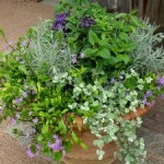 8 Creative Ways to Pot Garden