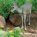 Deer in the Garden