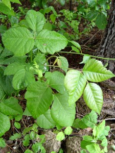 Poison ivy grows in tell-tale three-leaf clusters.