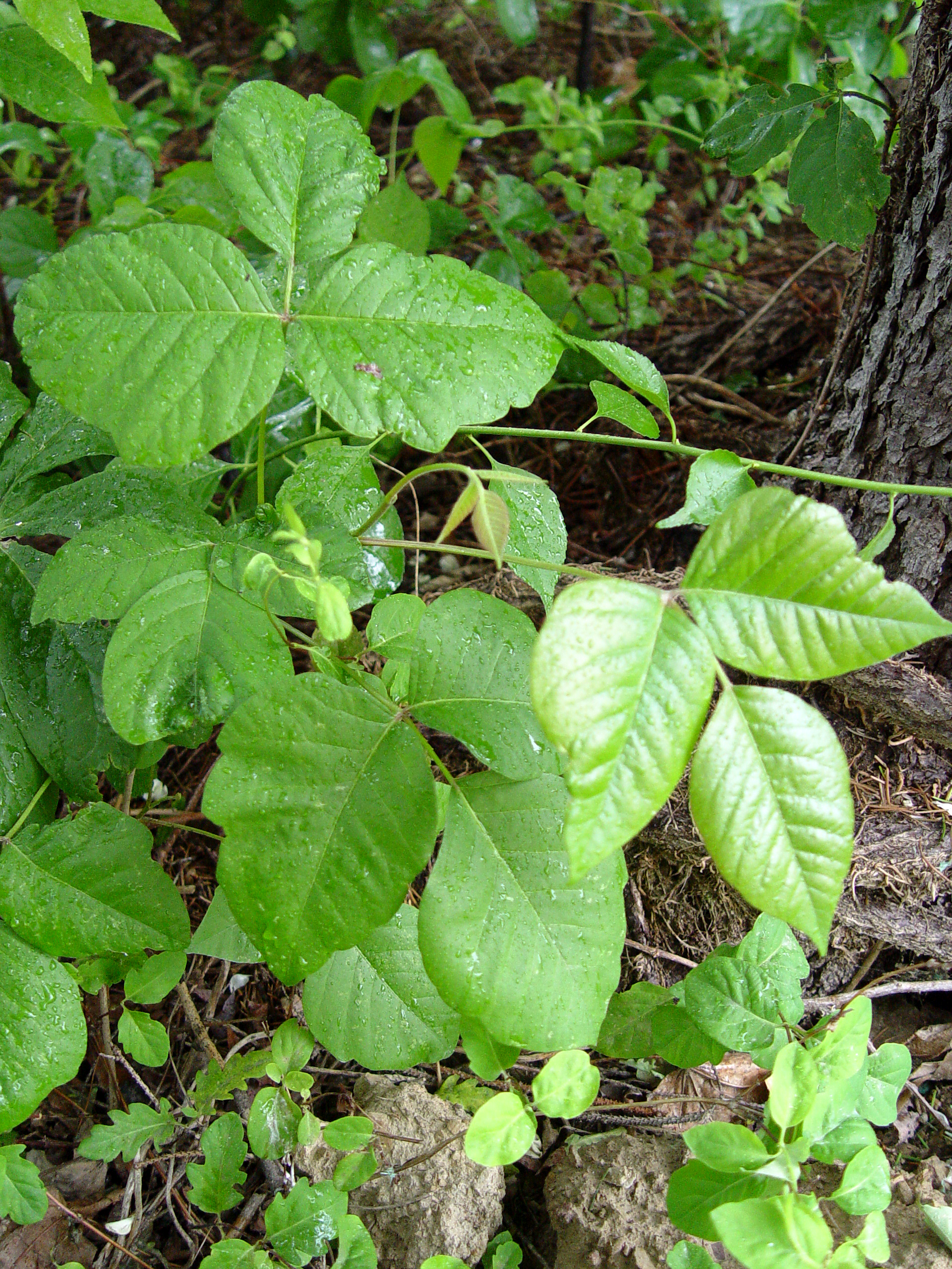 Poison Ivy The Plant That Bites Back George Weigel,Best Cheap Champagne For Wedding
