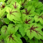Plants With Colorful Leaves