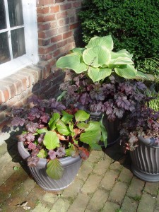 These pots are filled with nothing but perennials: hosta, coralbells and bergenia.