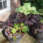 Perennials for Pots