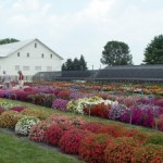 Not Your Grandma’s Flowers