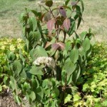 Heat’s Toll on the Garden
