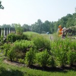 A Rain Garden