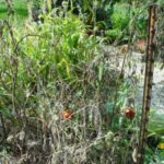 Troubles with Tomatoes