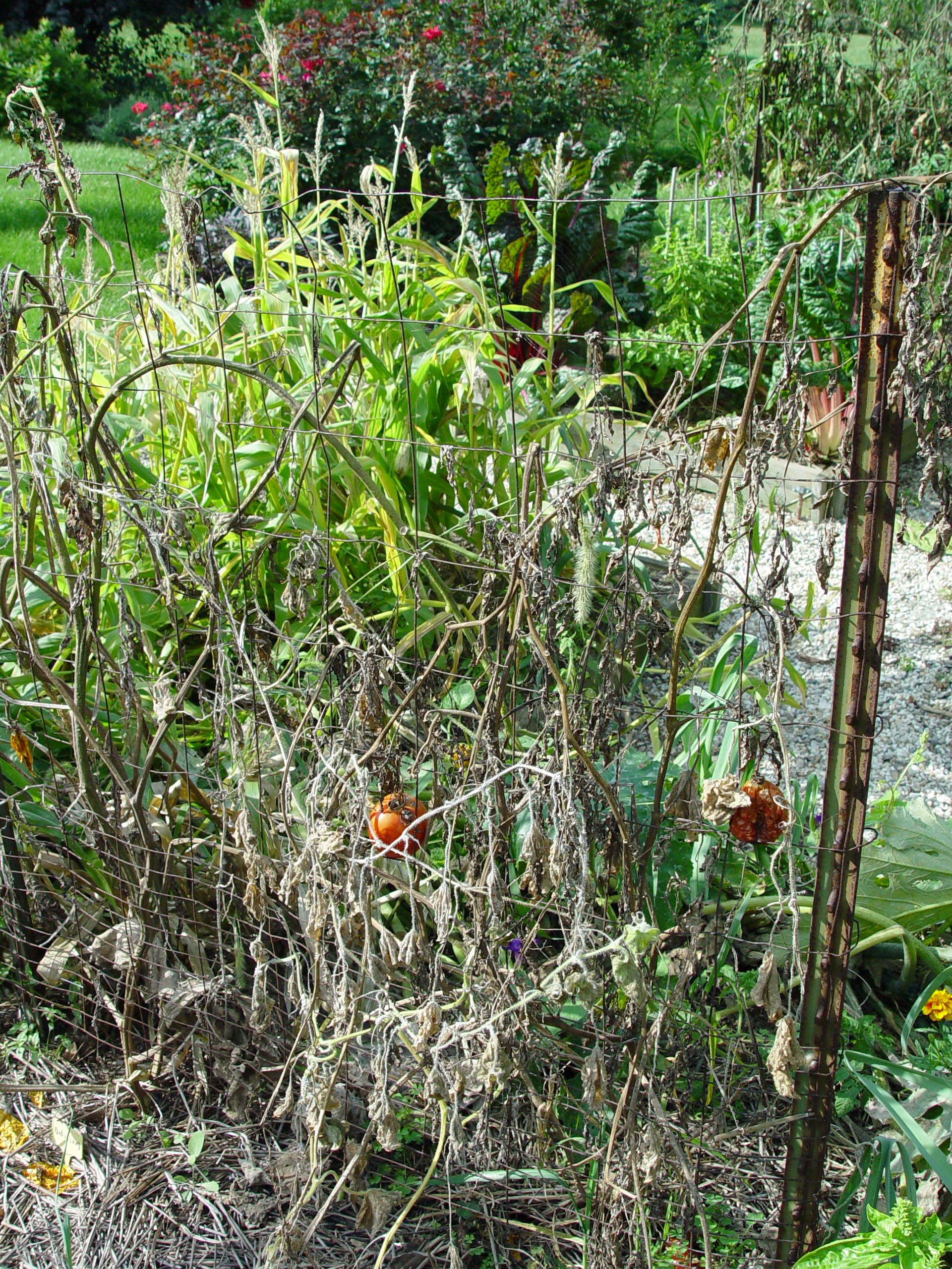 Troubles With Tomatoes Garden Housecalls