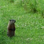 Groundhog Wars
