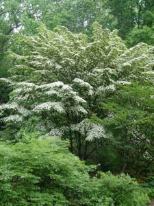 Kousa dogwood is a strong-wooded species.