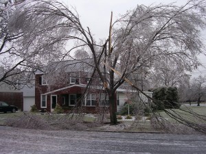 A nasty ice storm cracked apart Rich Wengert's Chinese elm tree in Lebanon. This one survived, but it lost about a third of its limbs.