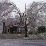 Muscle Trees