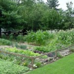 Vegetable Gardening Rebirth