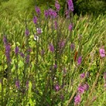 South-central Pennsylvania Native Plants