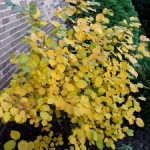 Fall Foliage for the Yard