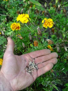 Seeds from some garden plants are easy to collect and easy to start. These marigolds are one example.