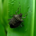 Is Your House Bugged?