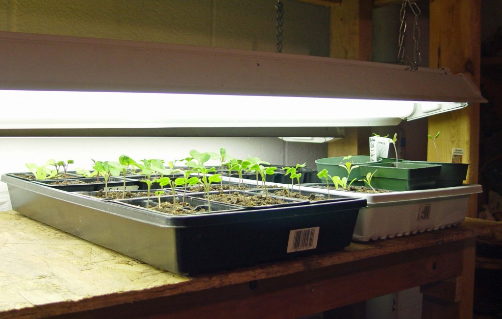 grow lights for seedlings uk